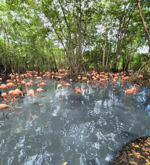 Aviario Nacional - National Aviary
